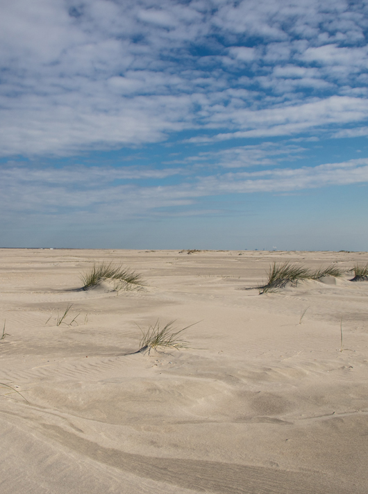 Embryonale duinen © Anja van Ast (Rijkswaterstaat)