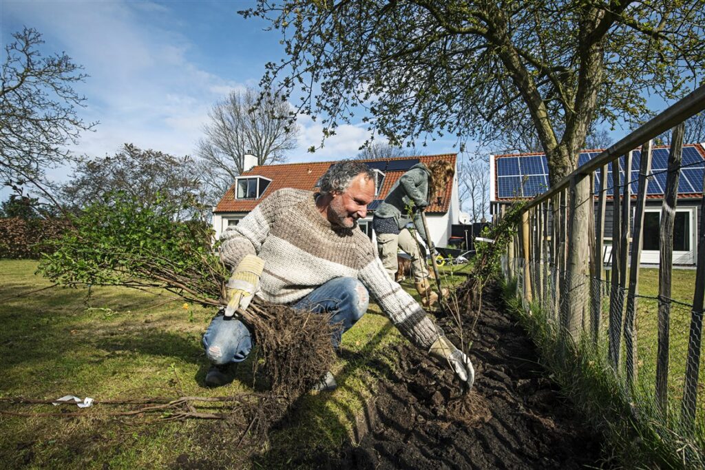 Groen in de tuin door het aanplanten van een haag.