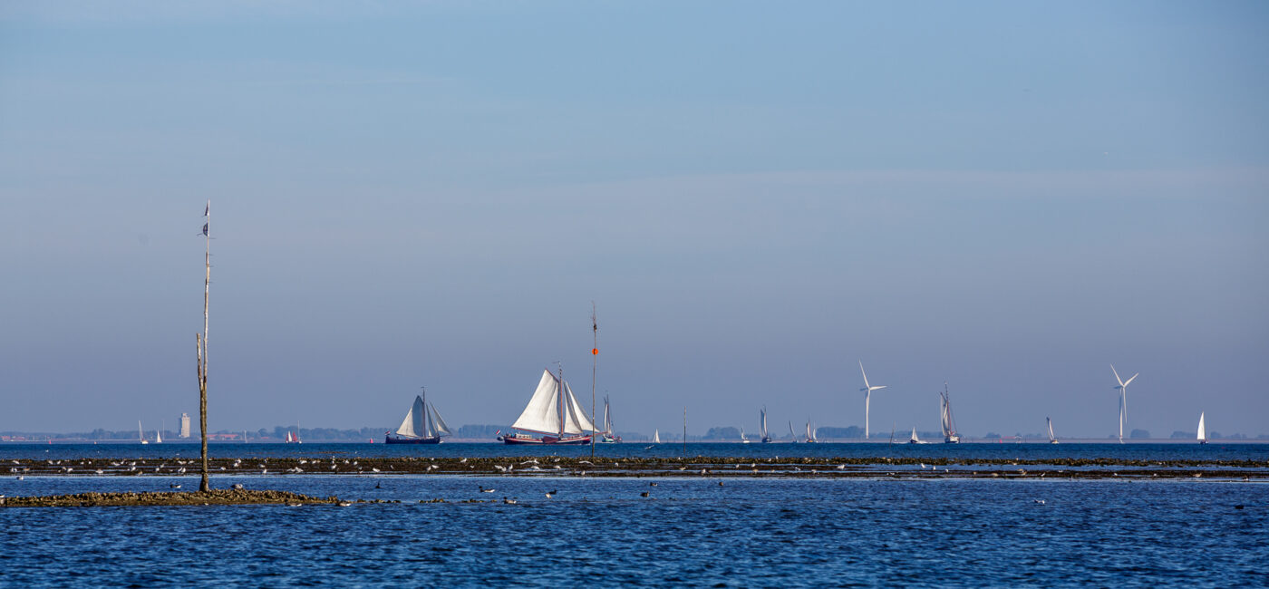 Zeilschepen op de Oosterschelde