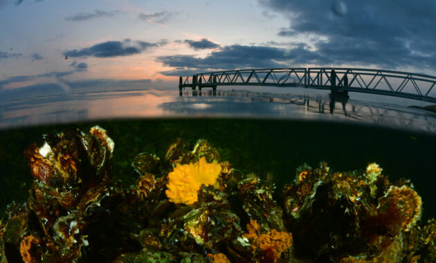 Deltawateren, Oosterschelde onderwater © Michael Thiel