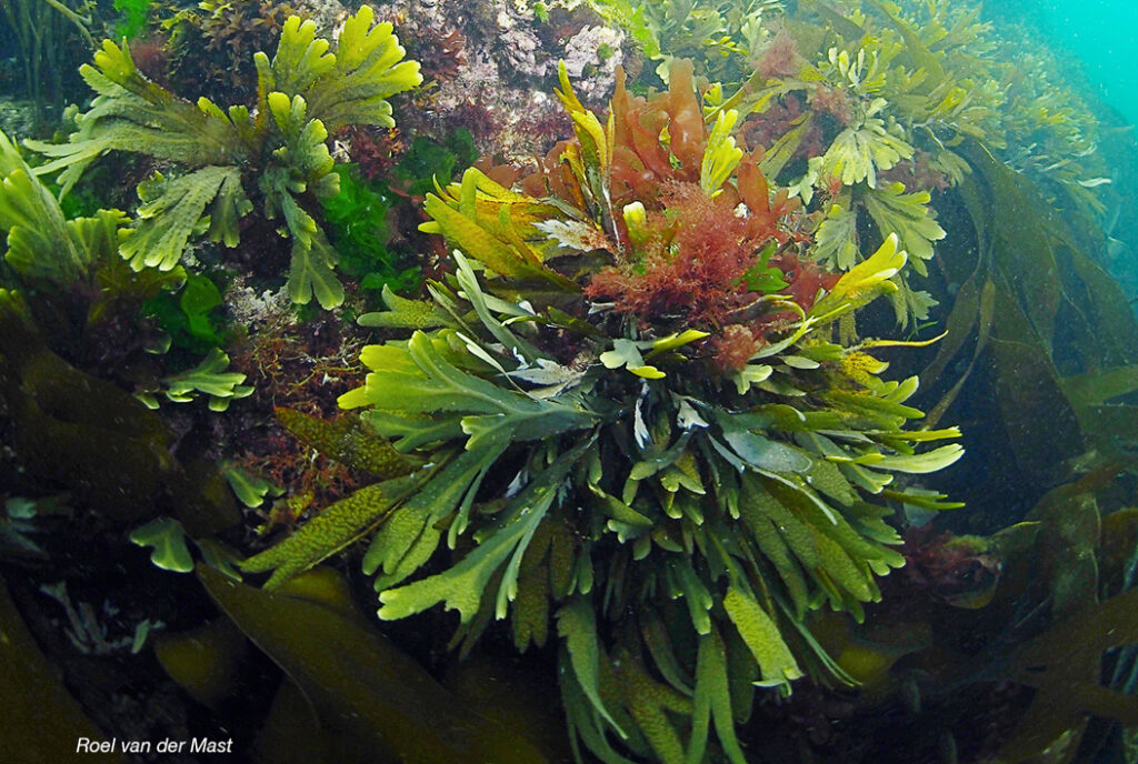 Deltawateren, Oosterschelde onderwater zeeleven © Roel van der Mast