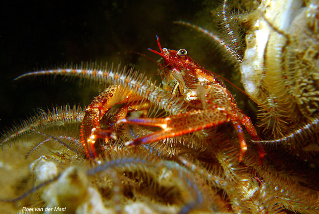 Deltawateren, Oosterschelde onderwater galathea © Roel van der Mast