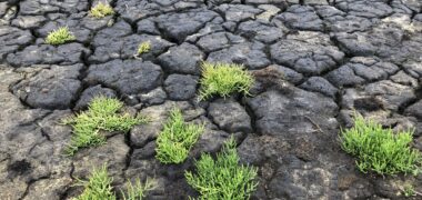 Droogte - Klimaatadaptatiestrategie Zeeland © provincie Zeeland