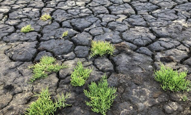 Droogte - Klimaatadaptatiestrategie Zeeland © provincie Zeeland