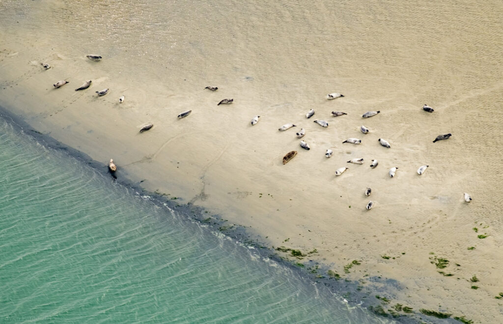Roggenplaat met zeehonden © Edwin Paree (Rijkswaterstaat)