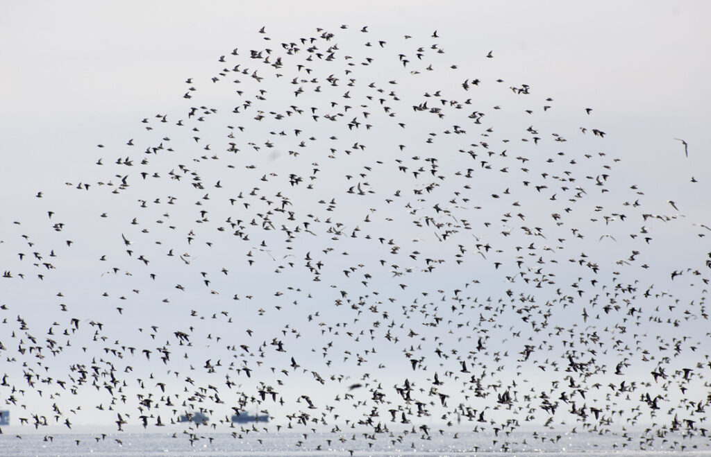 Scholeksters_Natuurmonumenten © Cris Toala Olivares