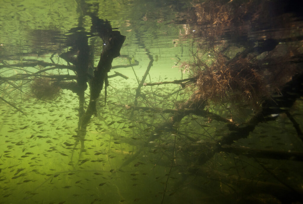 Een voorbeeld van de toepassing van (fruit)bomen voor natuurherstel onder water. Ook in het Tiny Sea Forest in de Grevelingen zal hiermee worden geëxperimenteerd © Getij Grevelingen