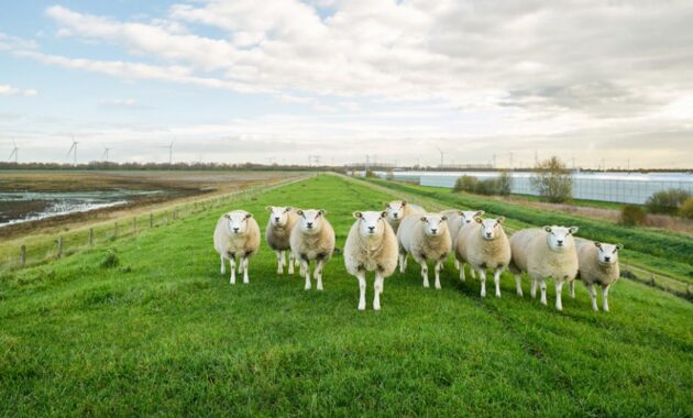 Zuidwestelijke Delta