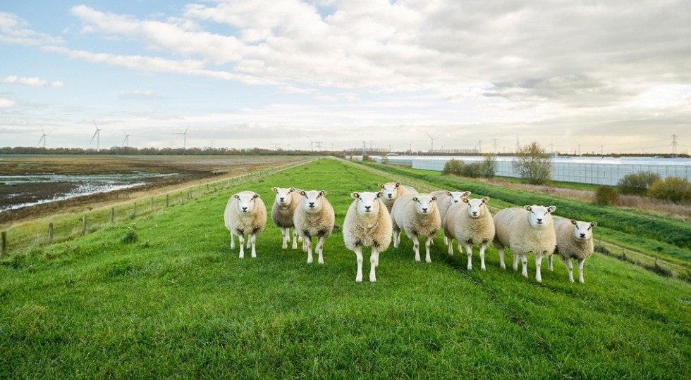 Zuidwestelijke Delta