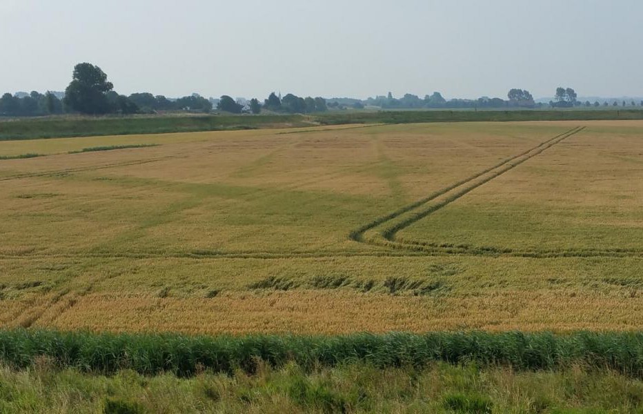 Sporen in gewas_Living Lab Schouwen-Duiveland