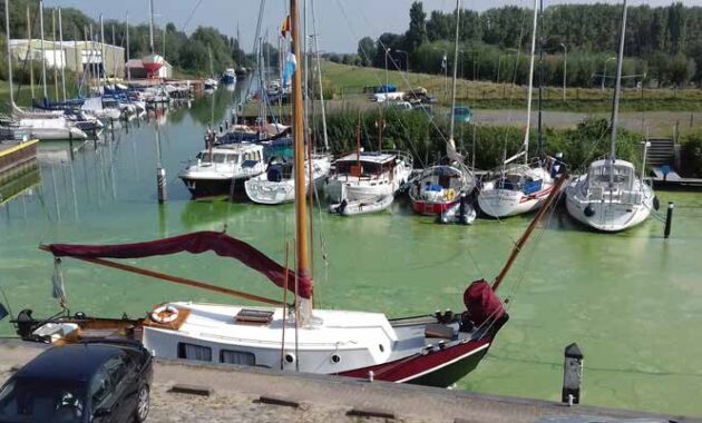 Blauwalg in het Volkerak-Zoommeer