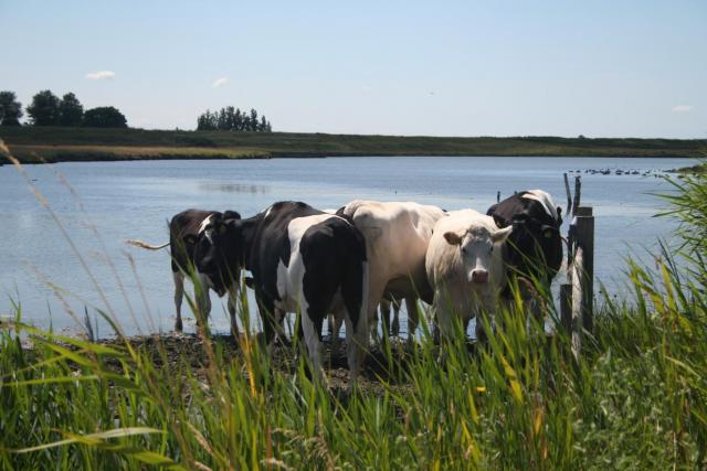 Natuurlijk Zoet_Living Lab Schouwen-Duiveland