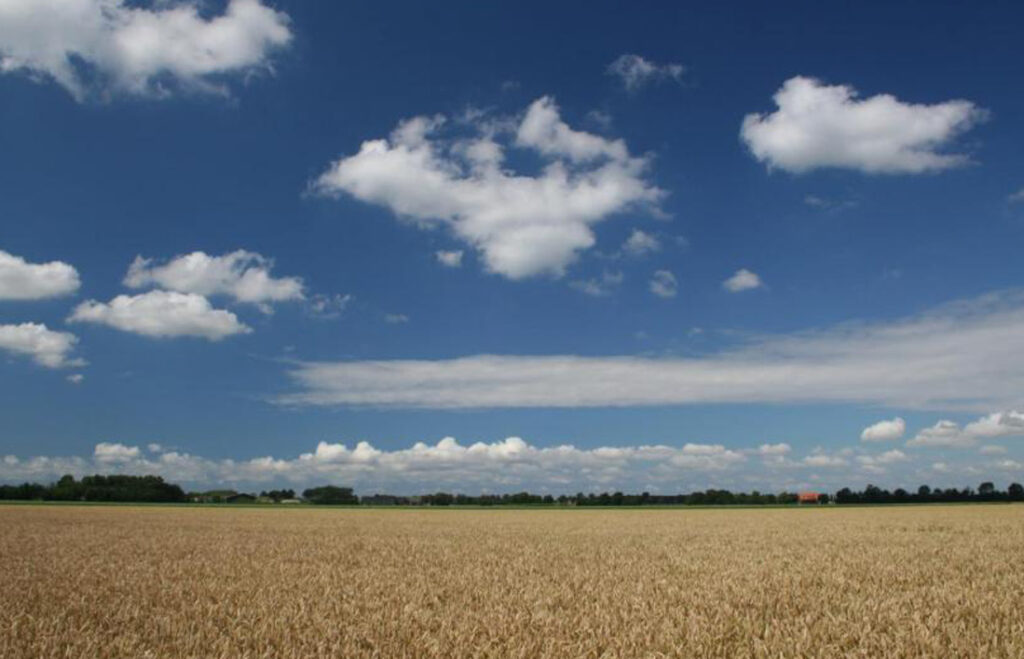 Graanveld_LivingLabSchouwen-Duiveland