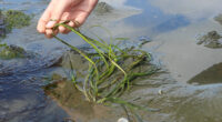 Groot Zeegras Grevelingen