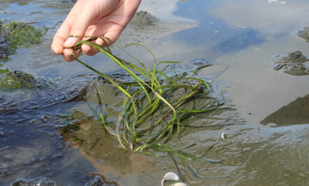 Groot Zeegras Grevelingen