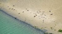 Oosterschelde zeehonden Roggeplaat