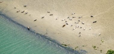 Oosterschelde zeehonden Roggeplaat