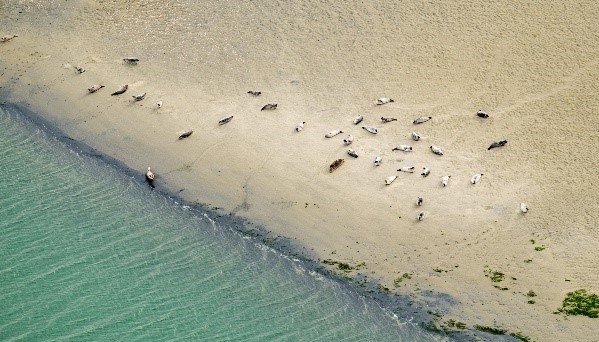 Oosterschelde zeehonden Roggeplaat