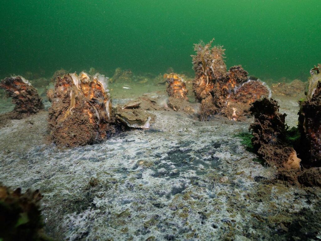 In de zomer ontstaat er een bacterielaag op de bodem van de Grevelingen vanwege het zuurstof tekort en de te geringe doorstroming