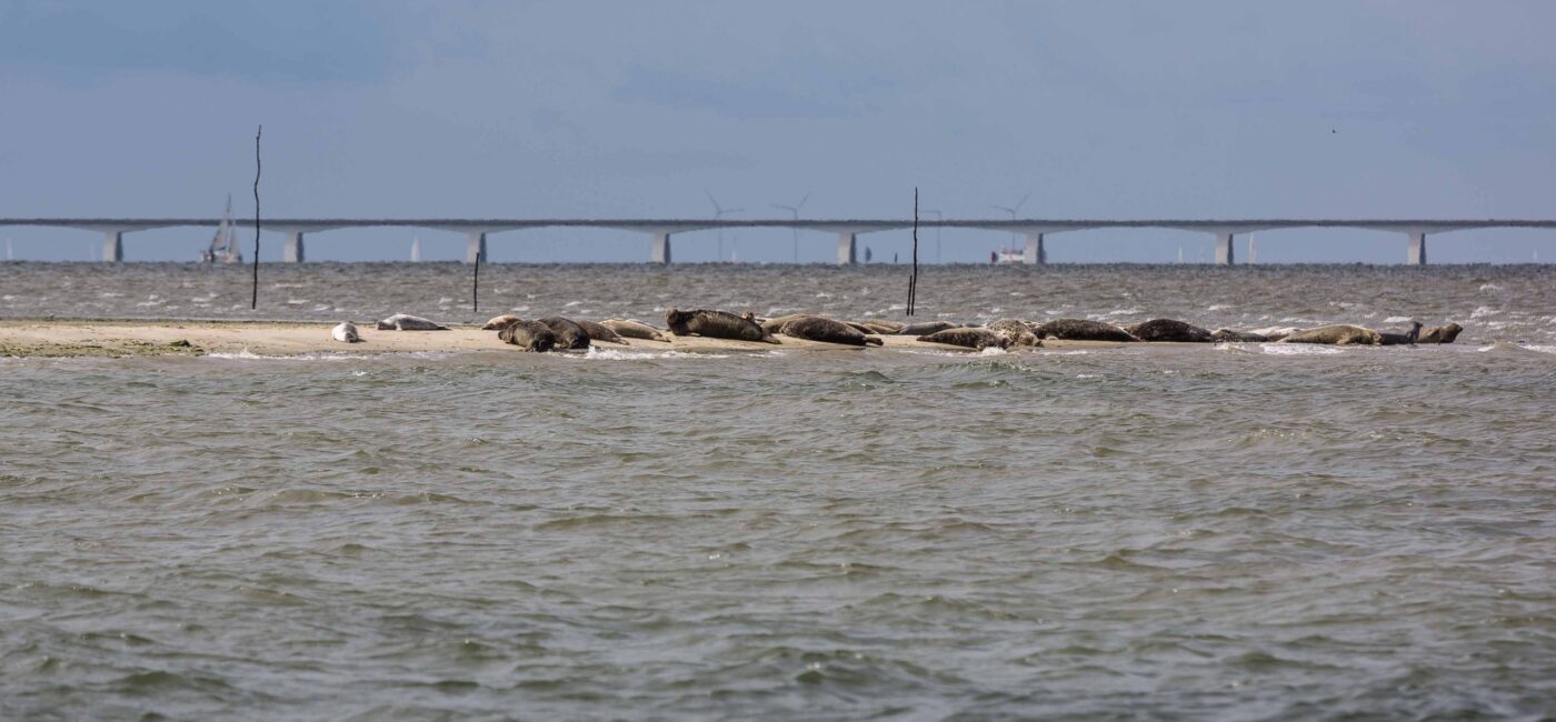 Zeehonden in de Oosterschelde (Natura 2000-gebied)