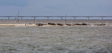 Zeehonden in de Oosterschelde (Natura 2000-gebied)