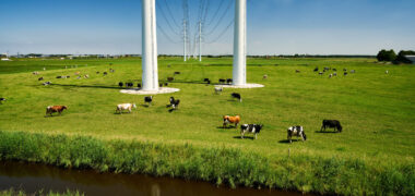 Zuidwestelijke Delta - Koeien onder hoogspanningsverbinding bij Goes.