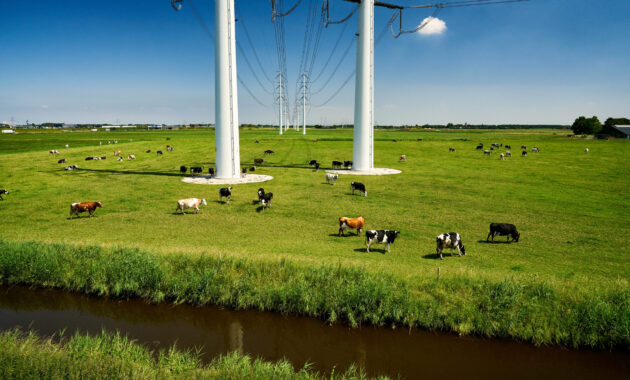 Zuidwestelijke Delta - Koeien onder hoogspanningsverbinding bij Goes.