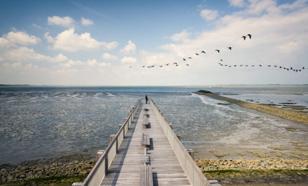 Zuidwestelijke Delta - Westerschelde