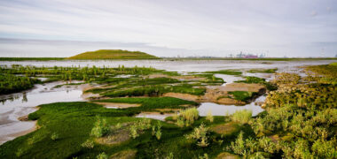 Zuidwestelijke Delta - Hedwigepolder