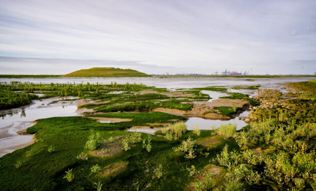 Zuidwestelijke Delta - Hedwigepolder