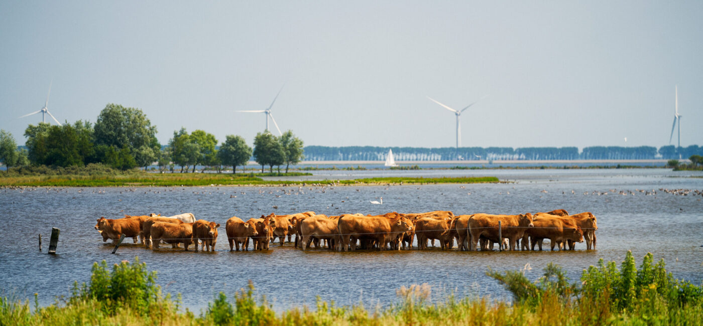 Zuidwestelijke Delta - Pootjebadende koeien op Tholen