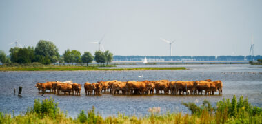 Zuidwestelijke Delta - Pootjebadende koeien op Tholen