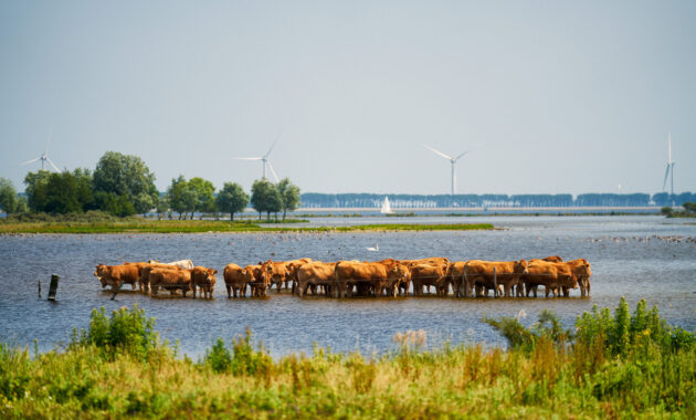 Zuidwestelijke Delta - Pootjebadende koeien op Tholen