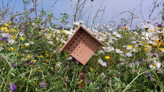 IBP Vitaal Platteland - Boeren met biodiversiteit