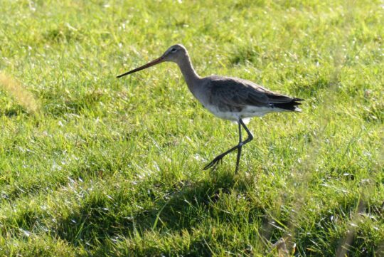 IBP Vitaal Platteland - Grutto in het gras