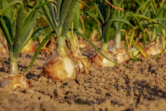 IBP Vitaal Platteland - Uienteelt