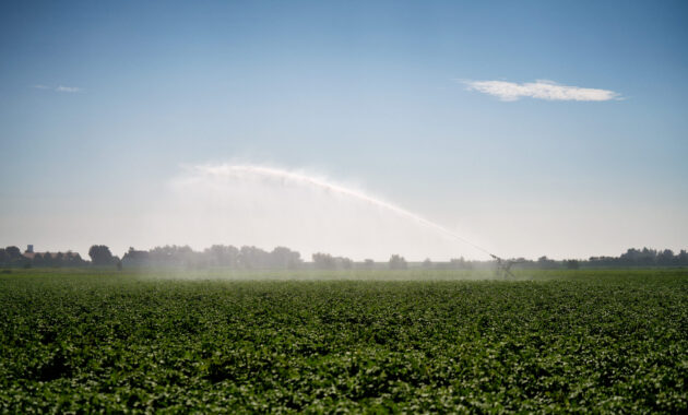 Zuidwestelijke Delta - Beregenen op Schouwen-Duiveland