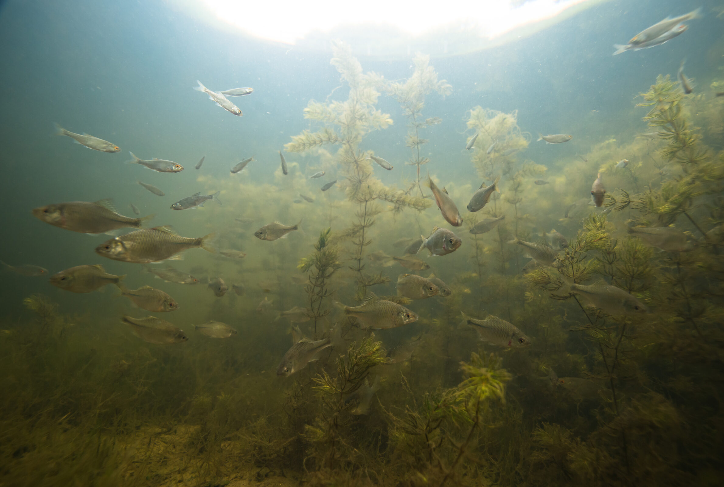 Preverkenning Vis en Vogels in de Rijn-Maas-Scheldemonding: onderzoek ...